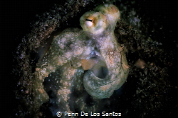 Octopus trying to look like an elephant by Penn De Los Santos 